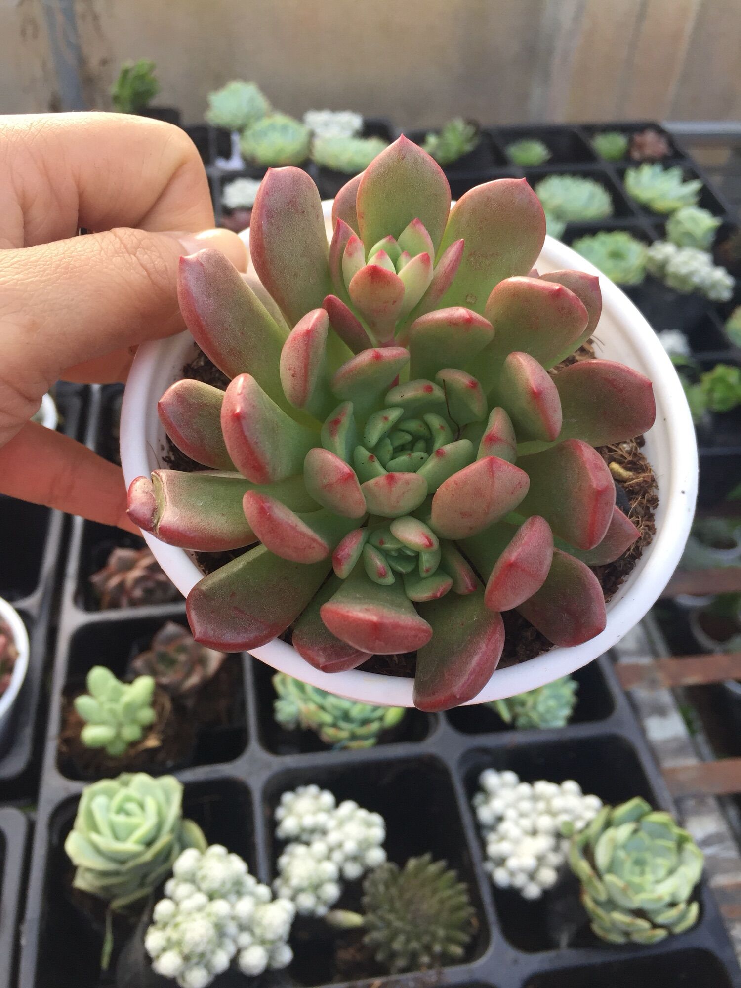 Sen Đá Ruby Đỏ size trung