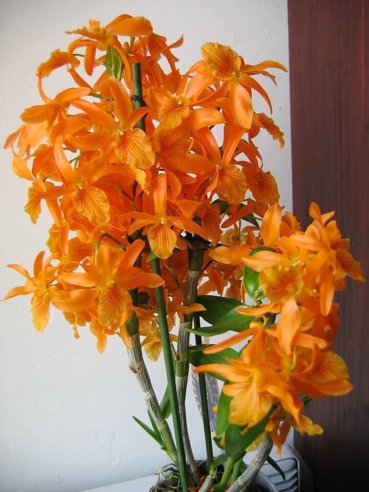 Hoa lan tuyết Hồng giả hạc
