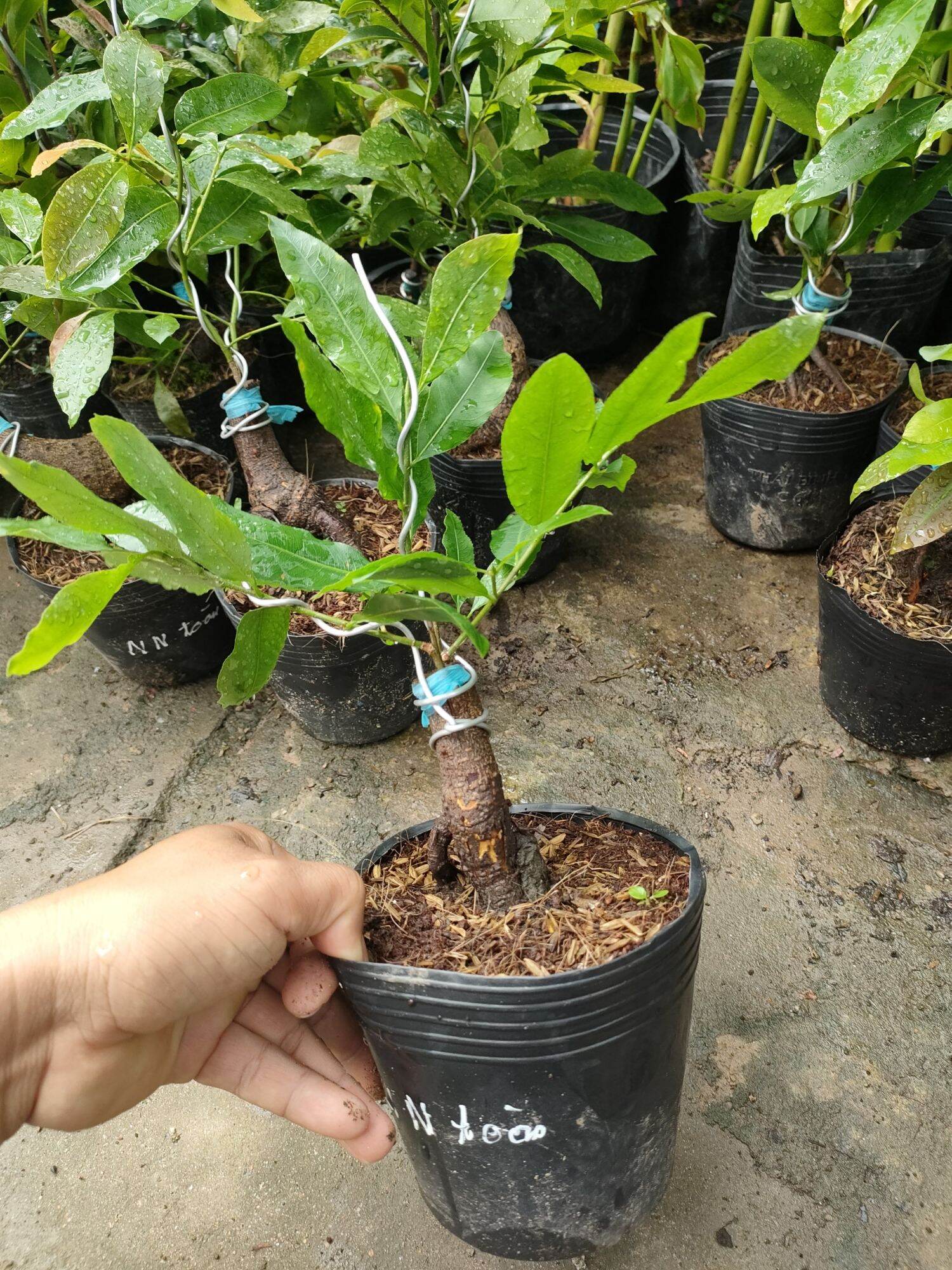 Cây mai nhị ngọc toàn cao 30-50cm ( hoa mai vàng-kem)