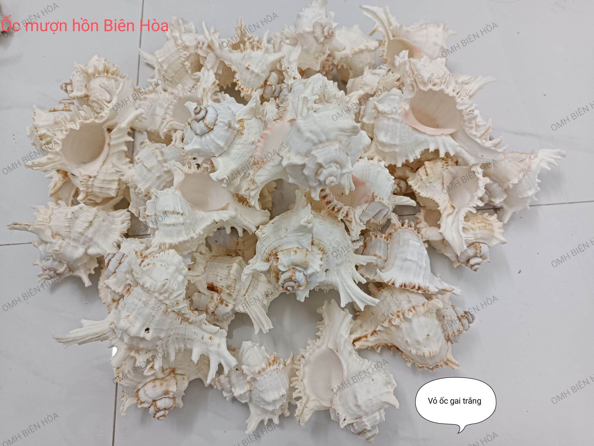 Vỏ ốc biển gai trắng.OMH Biên Hòa