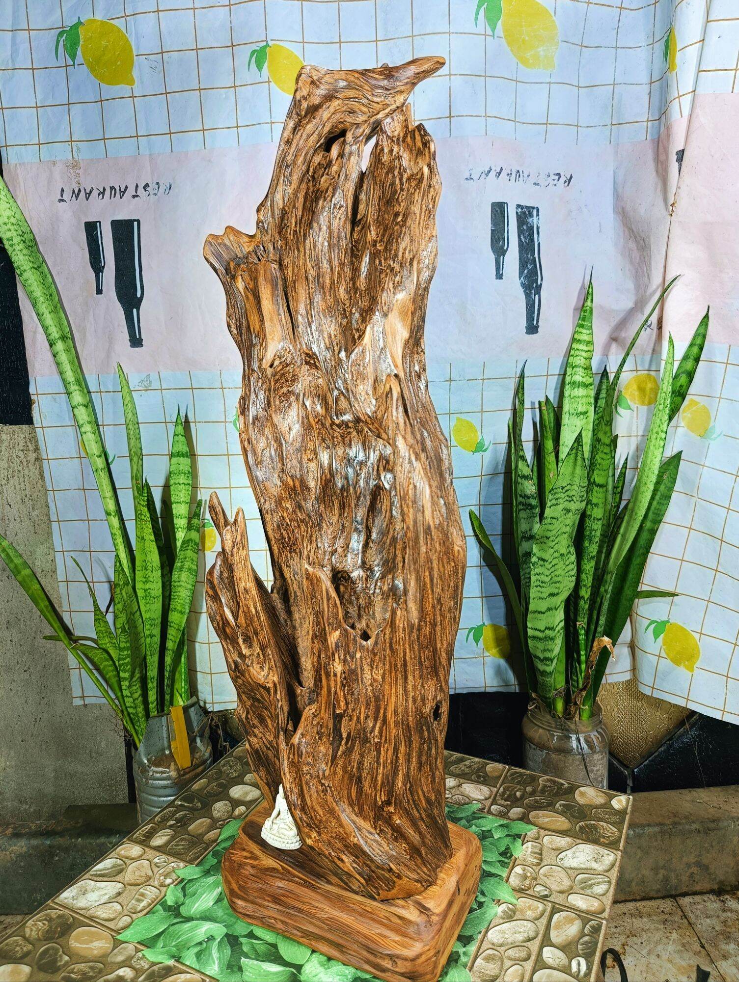 lũa ngọc am đỏ hà giang, hàng rễ bao thơm