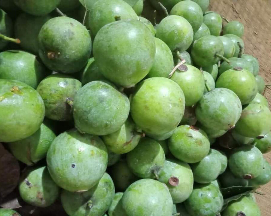 Cây giống cây quả dọc chua - cam kết giống chuẩn f1