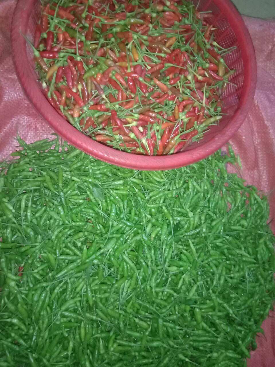 Ớt thóc xanh Sìn Hồ Lai Châu 120k/kg