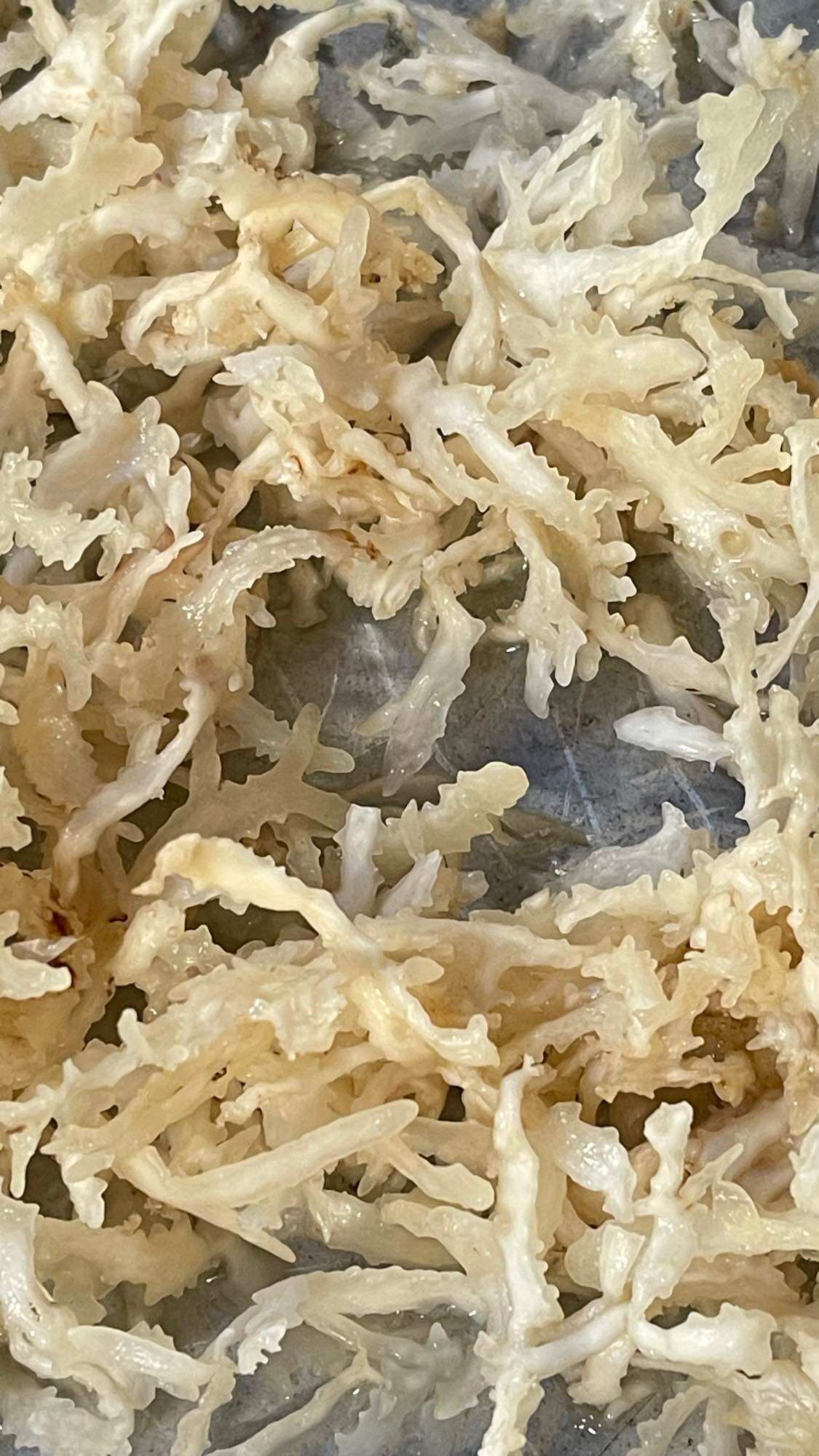 Rau câu chân vịt tui 500g