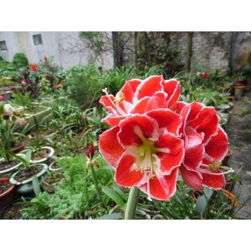 củ hoa lan huệ cánh kép 1 củ