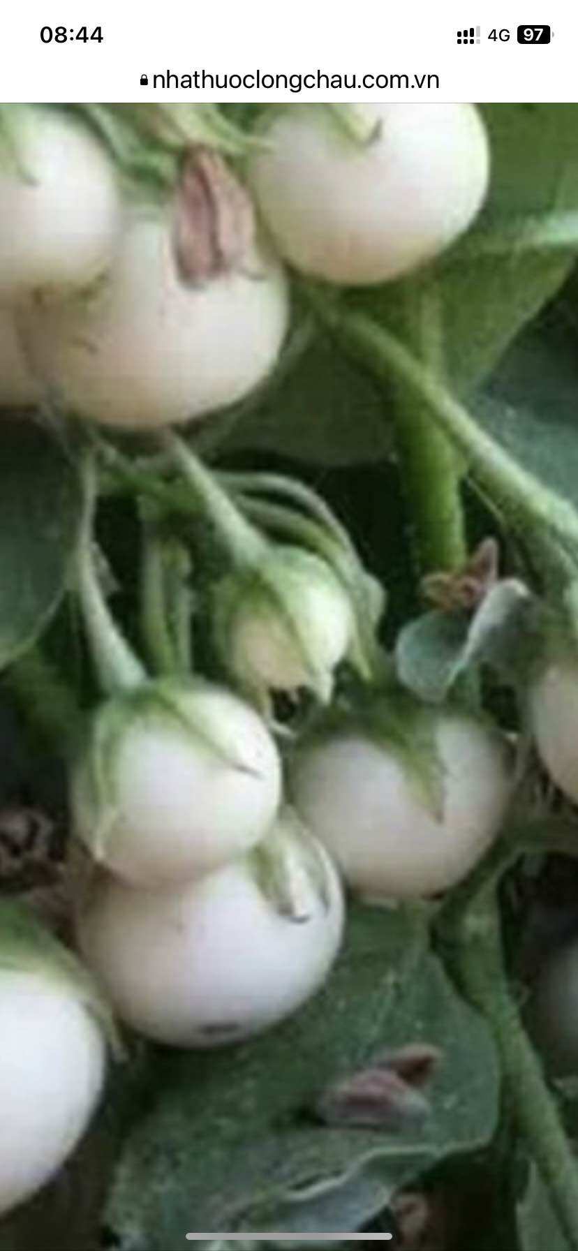 Cà pháo tươi 2kg