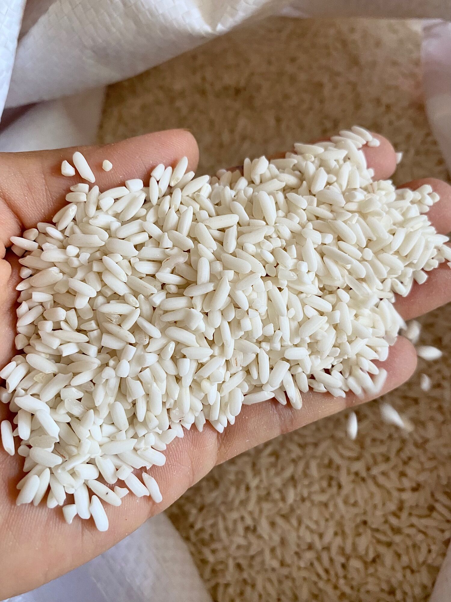 Nếp Tày nấu xôi dẻo, thơm