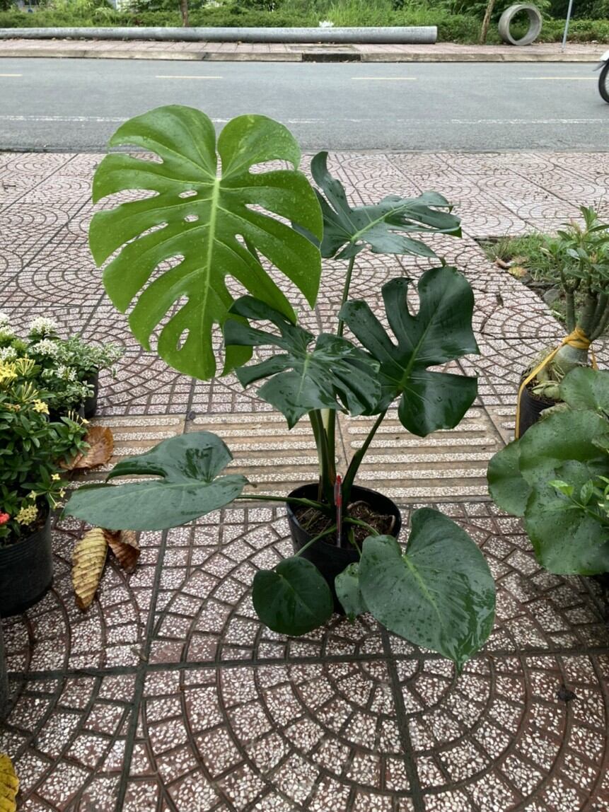 Trầu Bà Nam Mỹ lá rách Monstera
