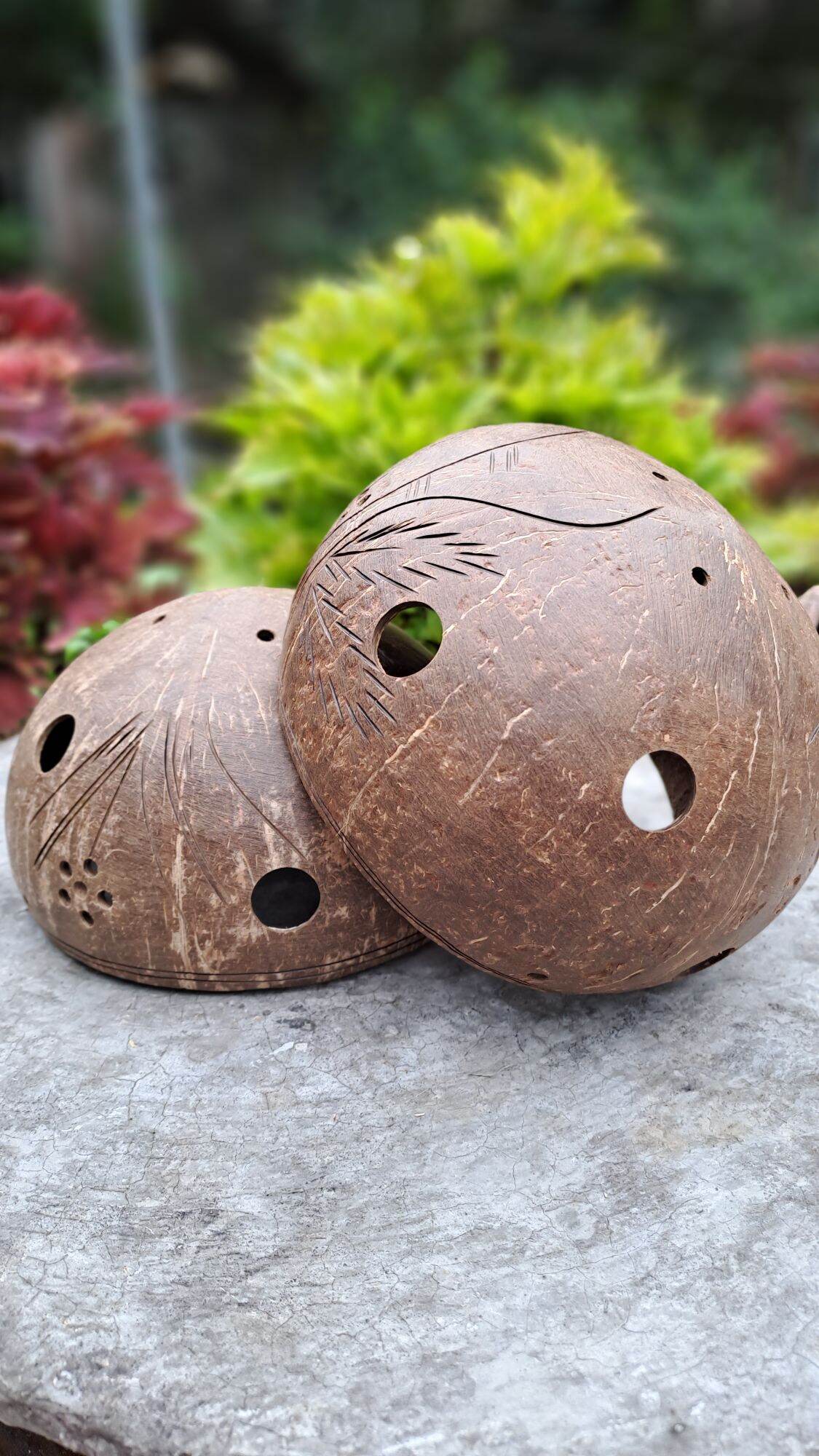 Sản phẩm gáo dừa trồng lan thân thiện với môi trường.