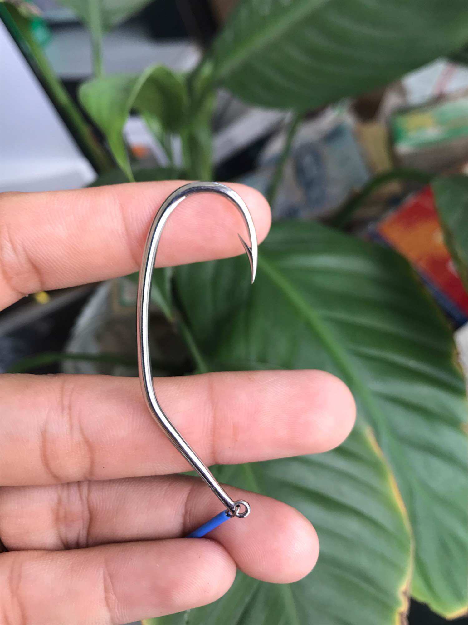 Lưỡi câu vọng hột mít