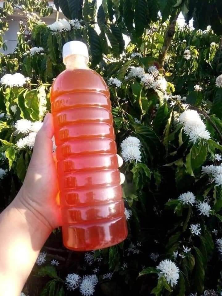[FREESHIP,, MẬT ONG NGUYÊN CHẤT 100%] Mật Ong Hoa Cà Phê Đaklak (1lit)