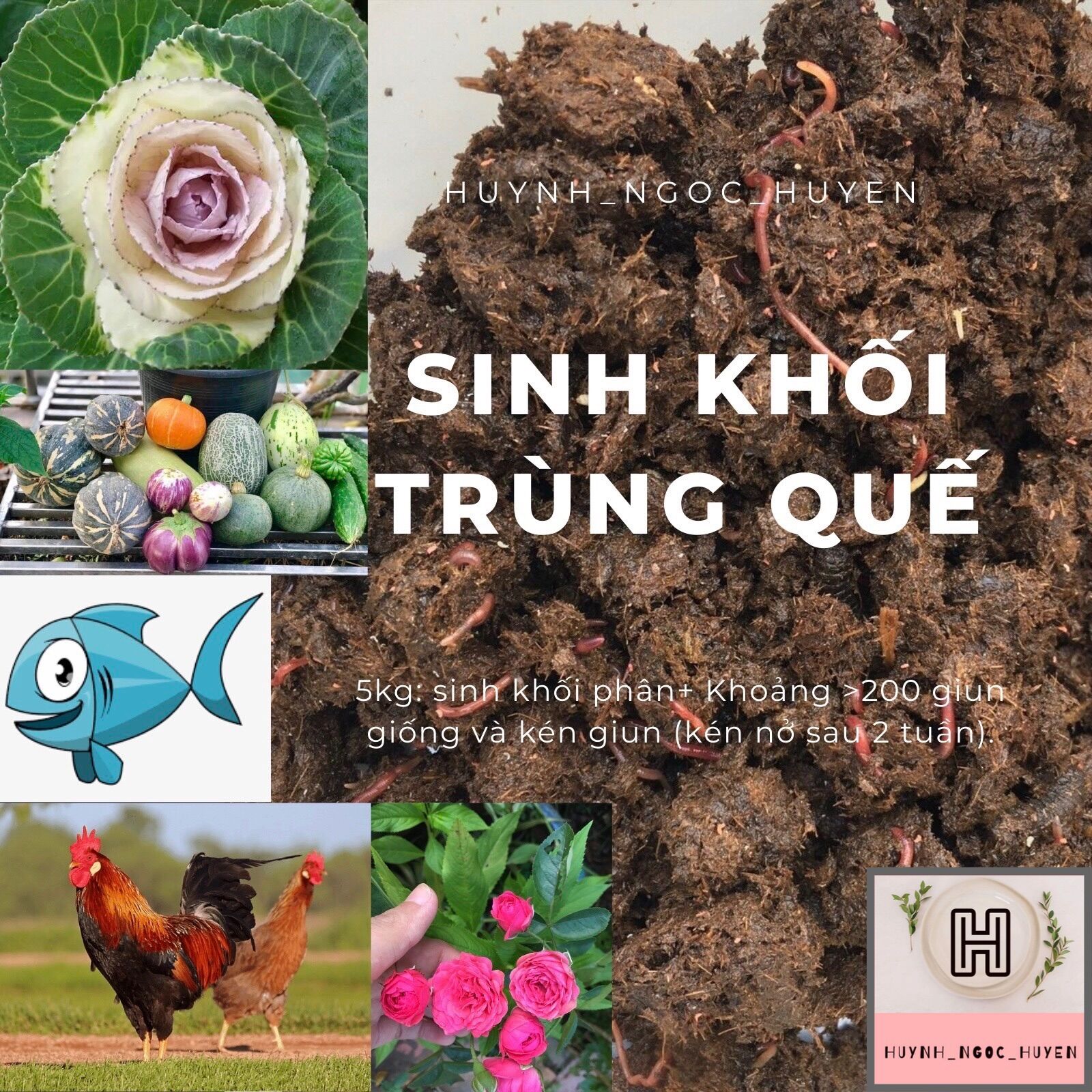5kg Sinh khối giun quế giống