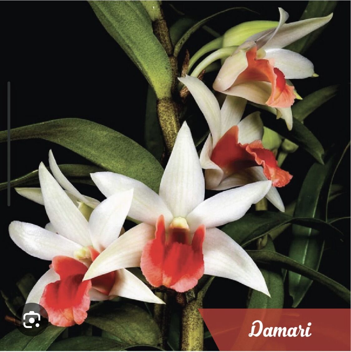 Lan Damari Trưởng Thành - Cây Thuần Vườn