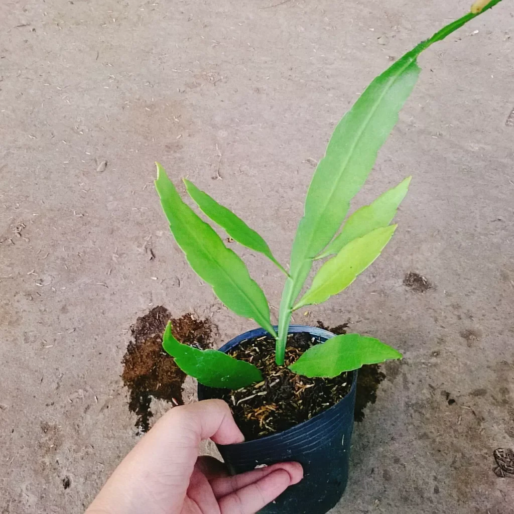 Cây Nhật Quỳnh  ( hoa thơm nở quanh năm)
