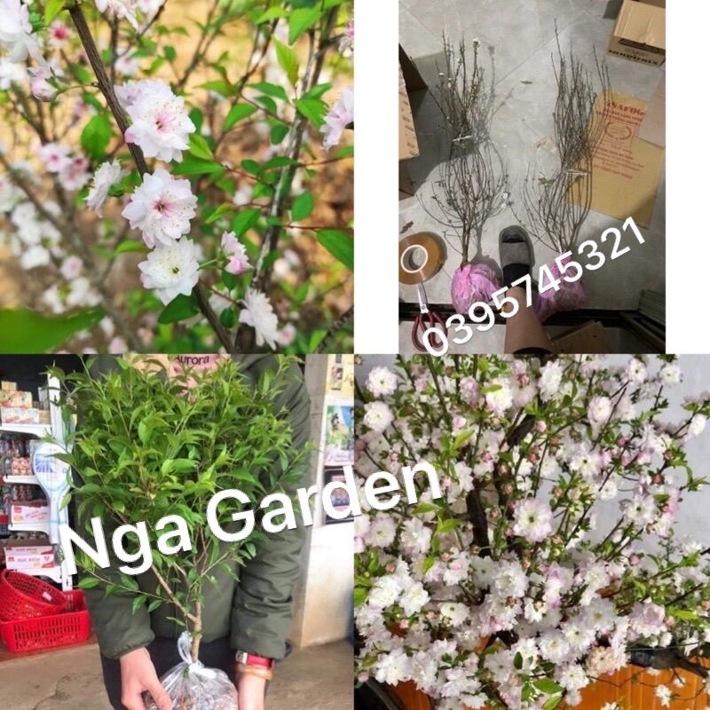 Cây nhất chi mai bạch mai mai trắng cao 60-80 cm