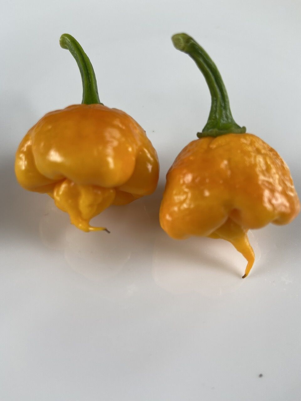 Hạt giống ớt Carolina Reaper Yellow