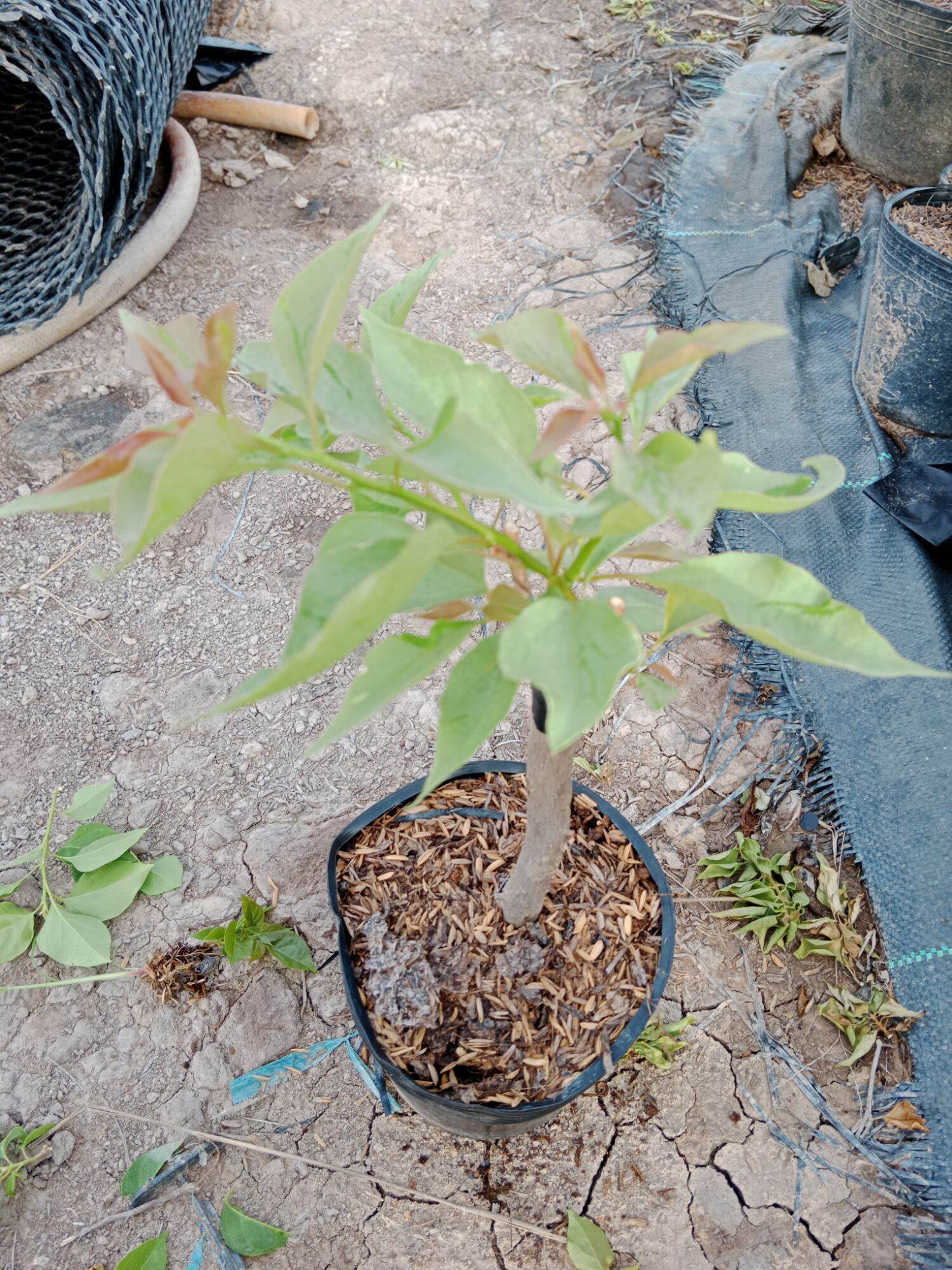 Cây hoa giấy ghép