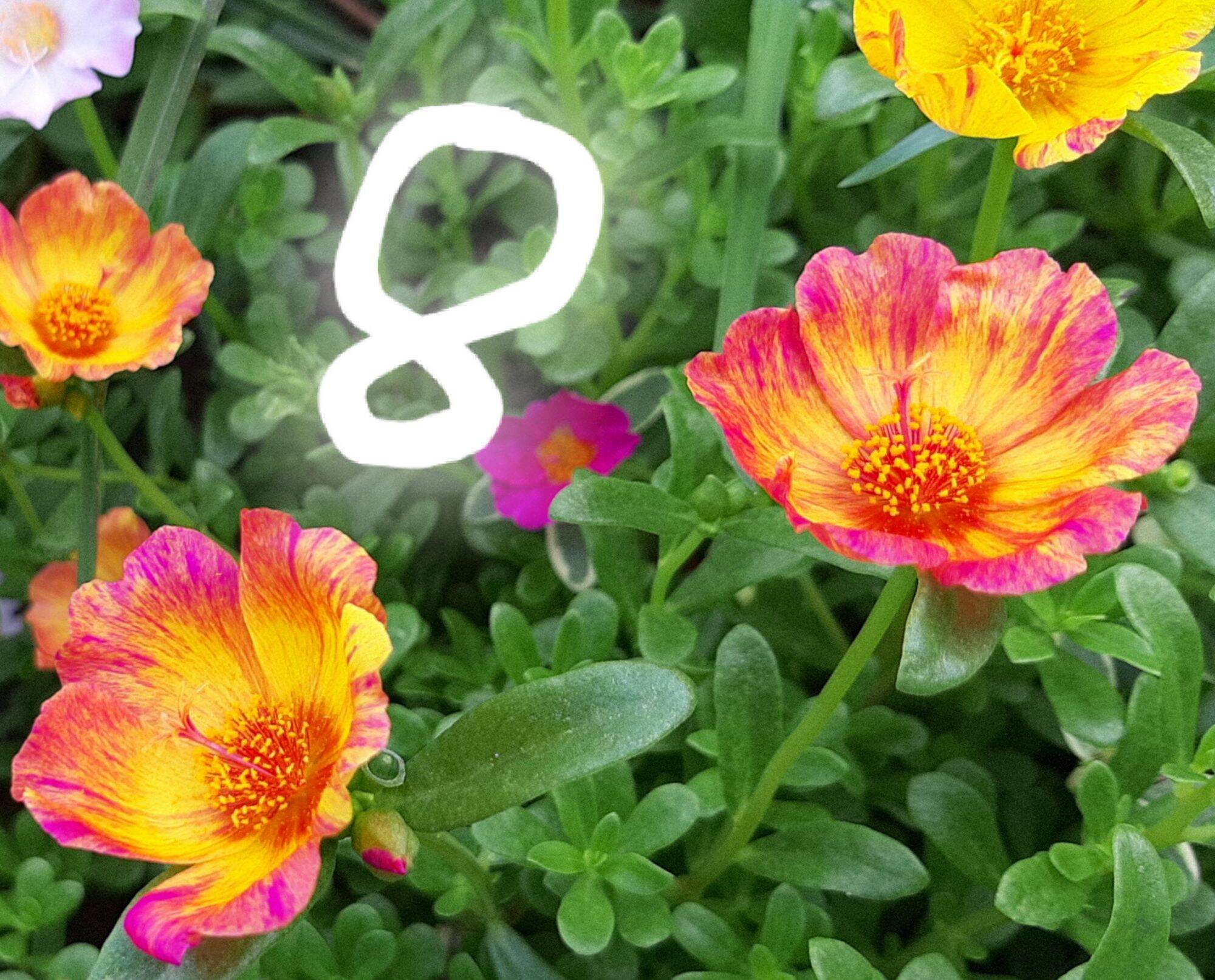 1kg CÀNH SAM ĐƠN 12 MÀU  59K