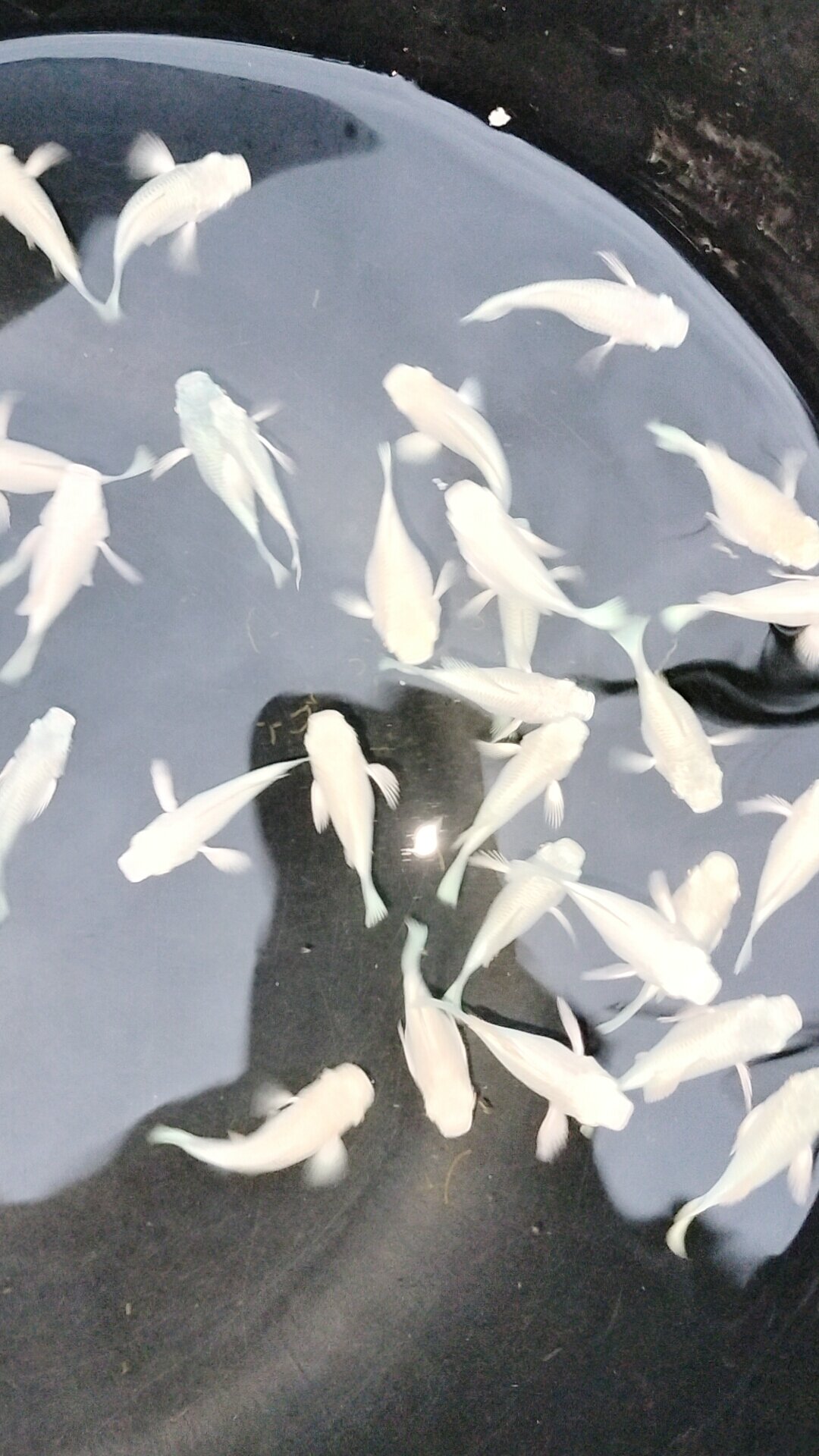 Molly platinum đuôi tròn 10 bé 120k