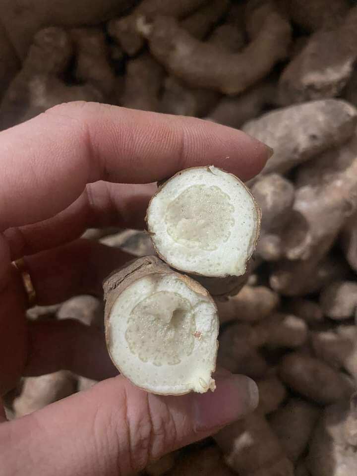 Ngải Chống Độc 100g mọc núi tự nhiên (KHÔNG PHẢI nghệ trắng)