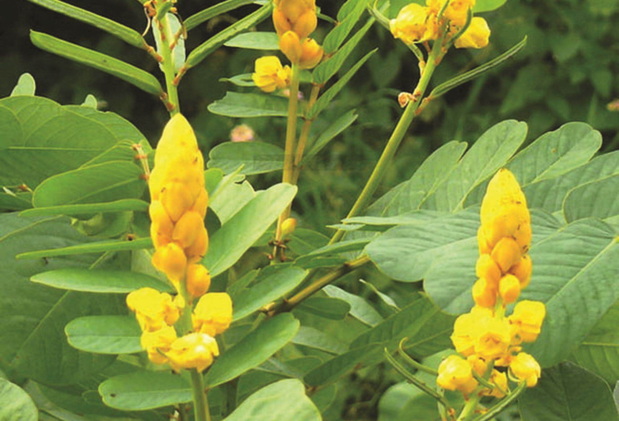 30 hạt giống cây muồng trâu