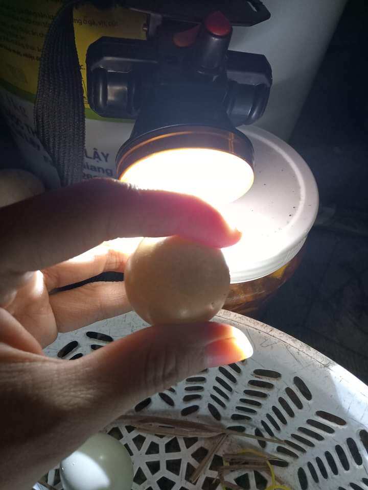 10 trứng chim trĩ về ấp có cồ