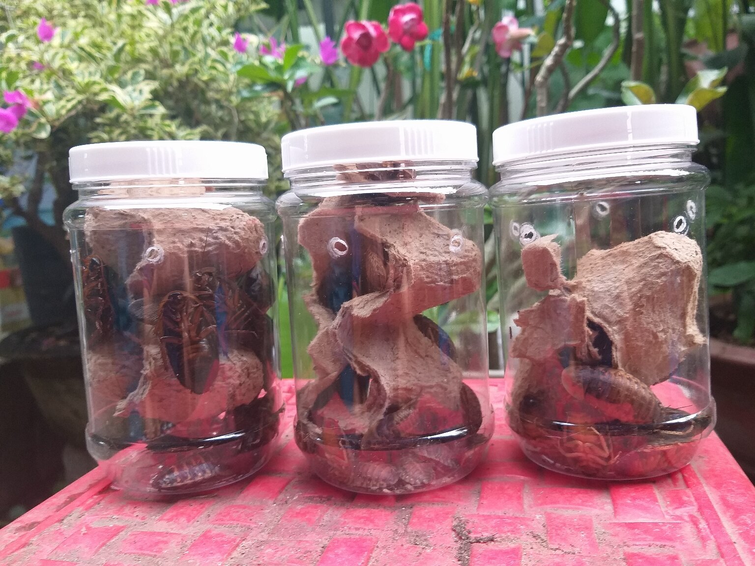 (100gr) gián Dubia size baby 0,8cm đến 1,5cm. Quý khách nhớ lấy Freeship Max để được giảm ship.