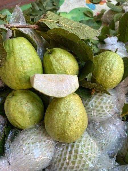 Ổi lê Đồng Tháp