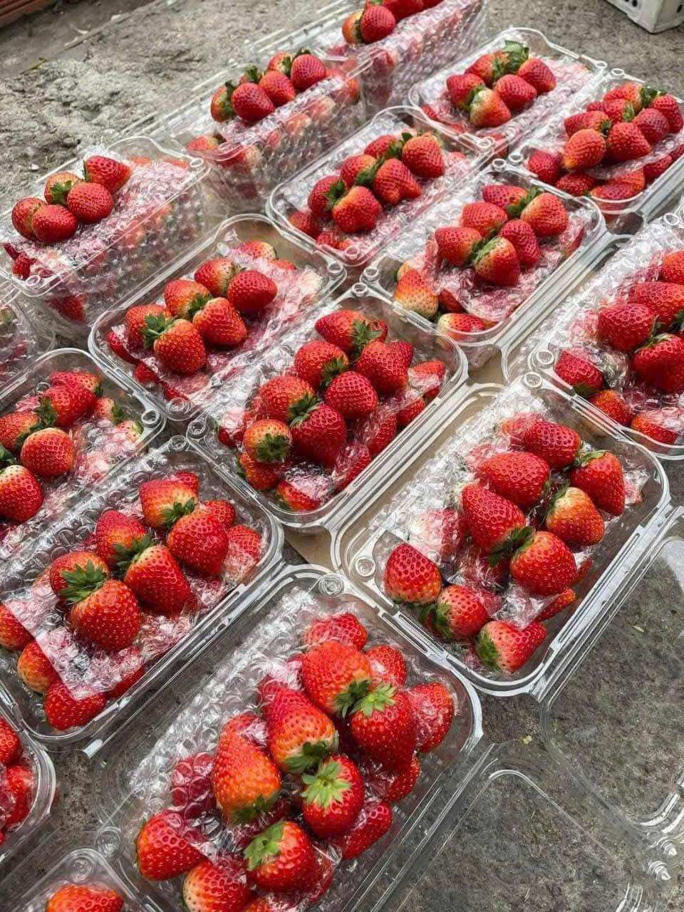 1kg Dâu Hana Mộc Châu, kèm muối ômai siêu siêu ngon (hàng bay)