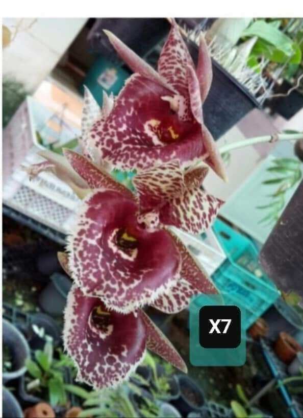 Thiên nga giống đủ màu