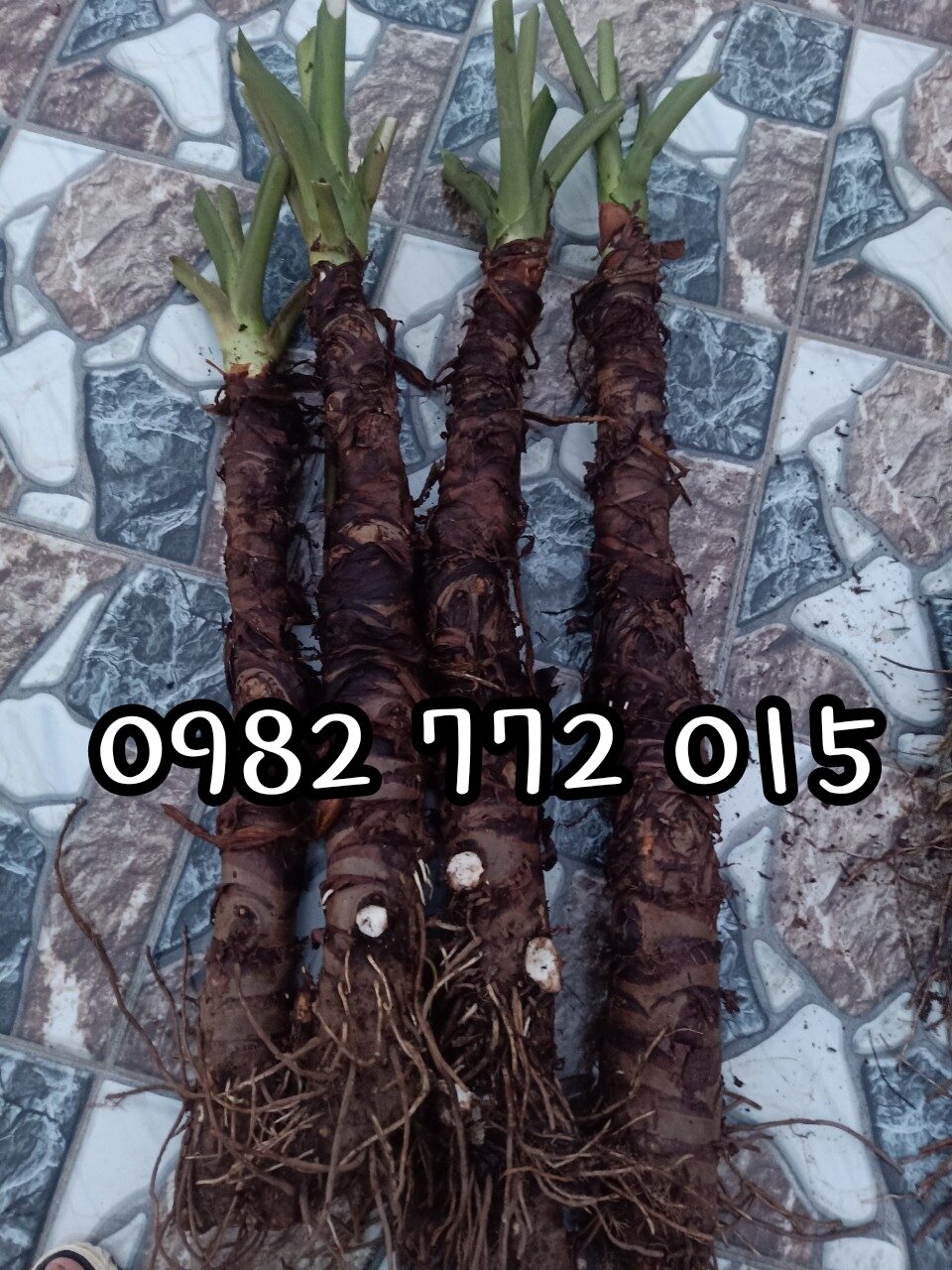Ráy voi tím khổng lồ gửi củ cao 1m.