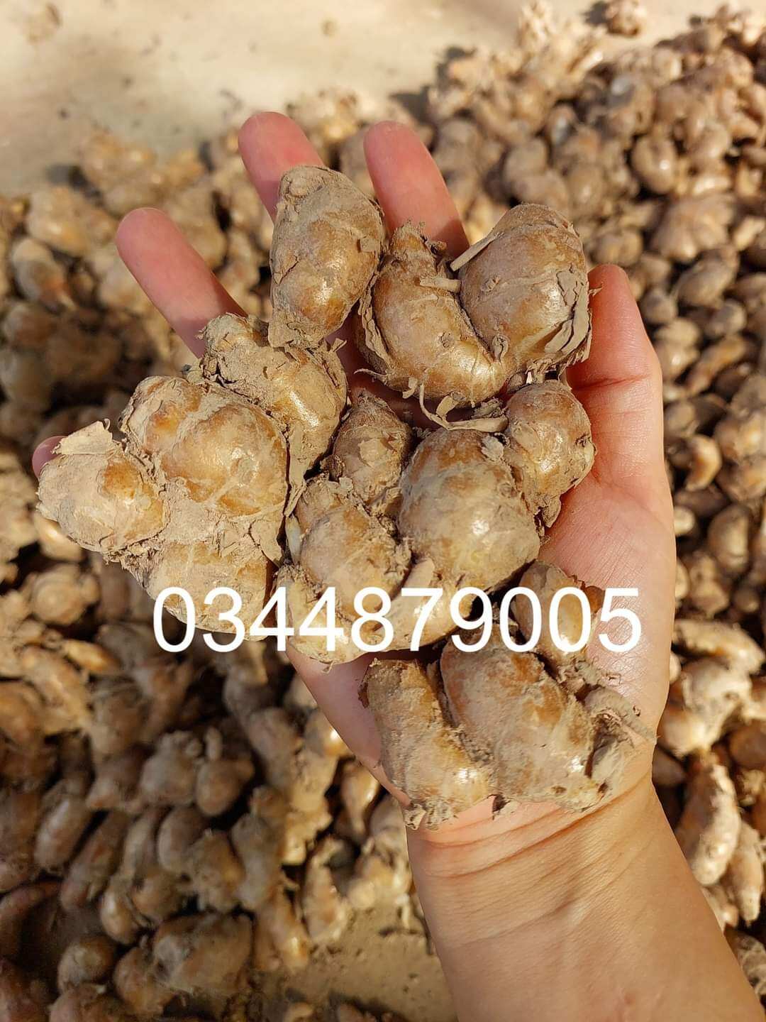 Bột sa cương / xá kén / xá kiếng 0.5kg