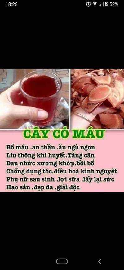 1kg cỏ máu tăng cân