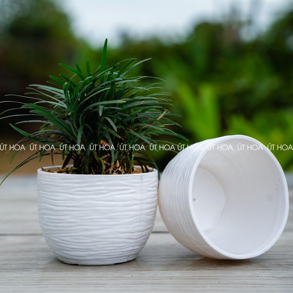 Chậu trồng sen đá Sóng tròn nhỏ