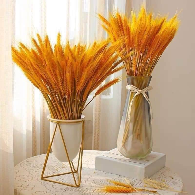 sét 1 bó BÔNG LÚA MẠCH KHÔ