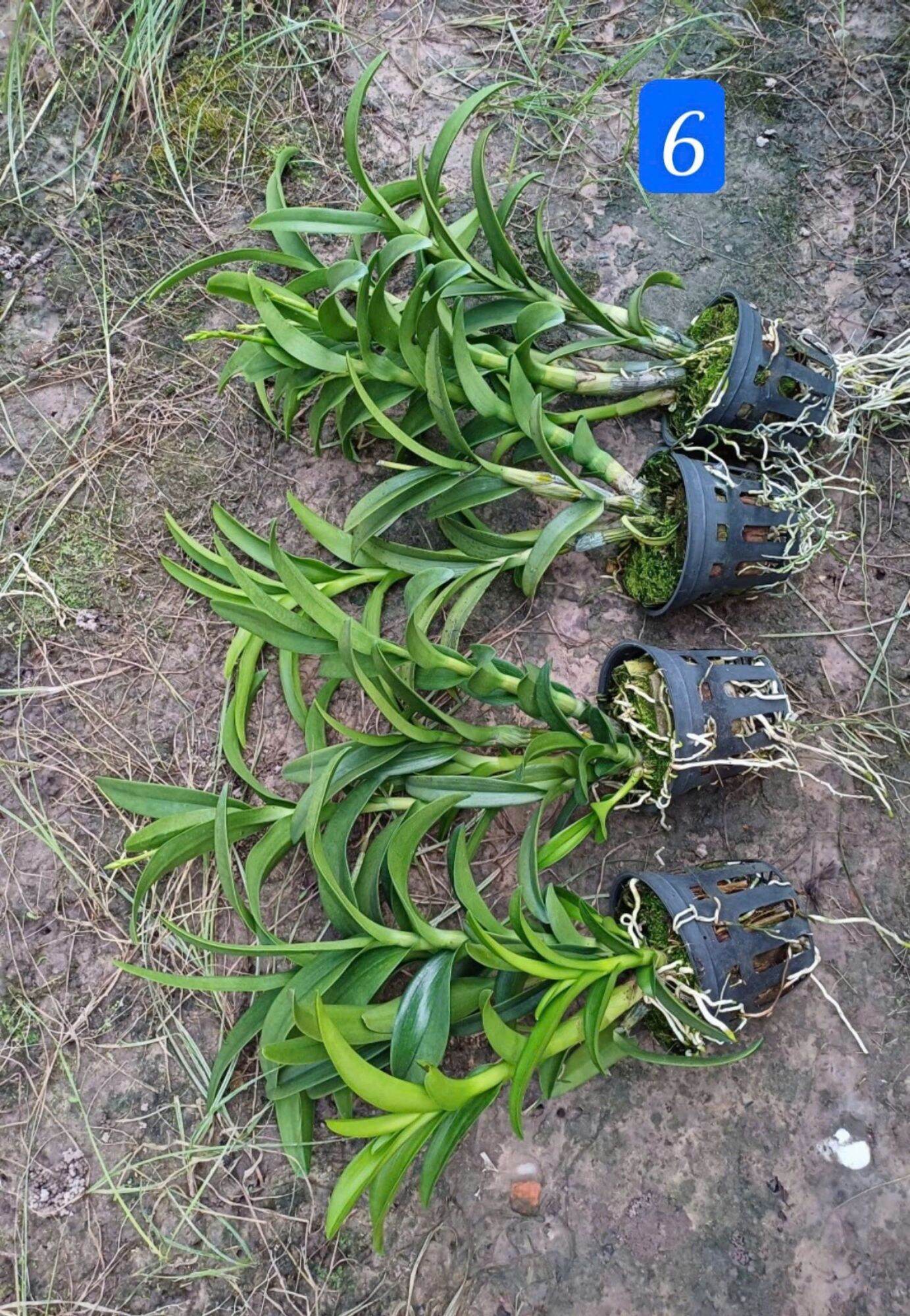 Denro nắng thơm pensoda trưởng thành sắp hoa