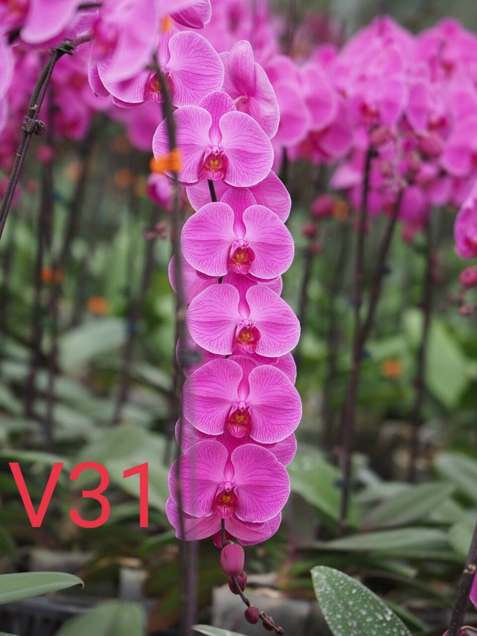 Lan hồ điệp cốc 3.5 màu hồng v31