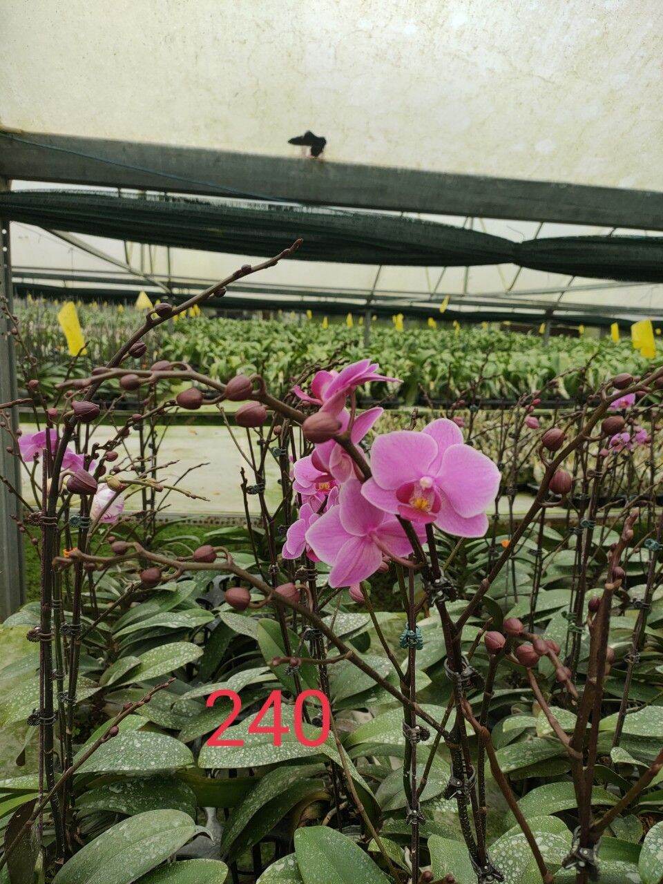 lan hồ điệp cốc 2.5 màu 240