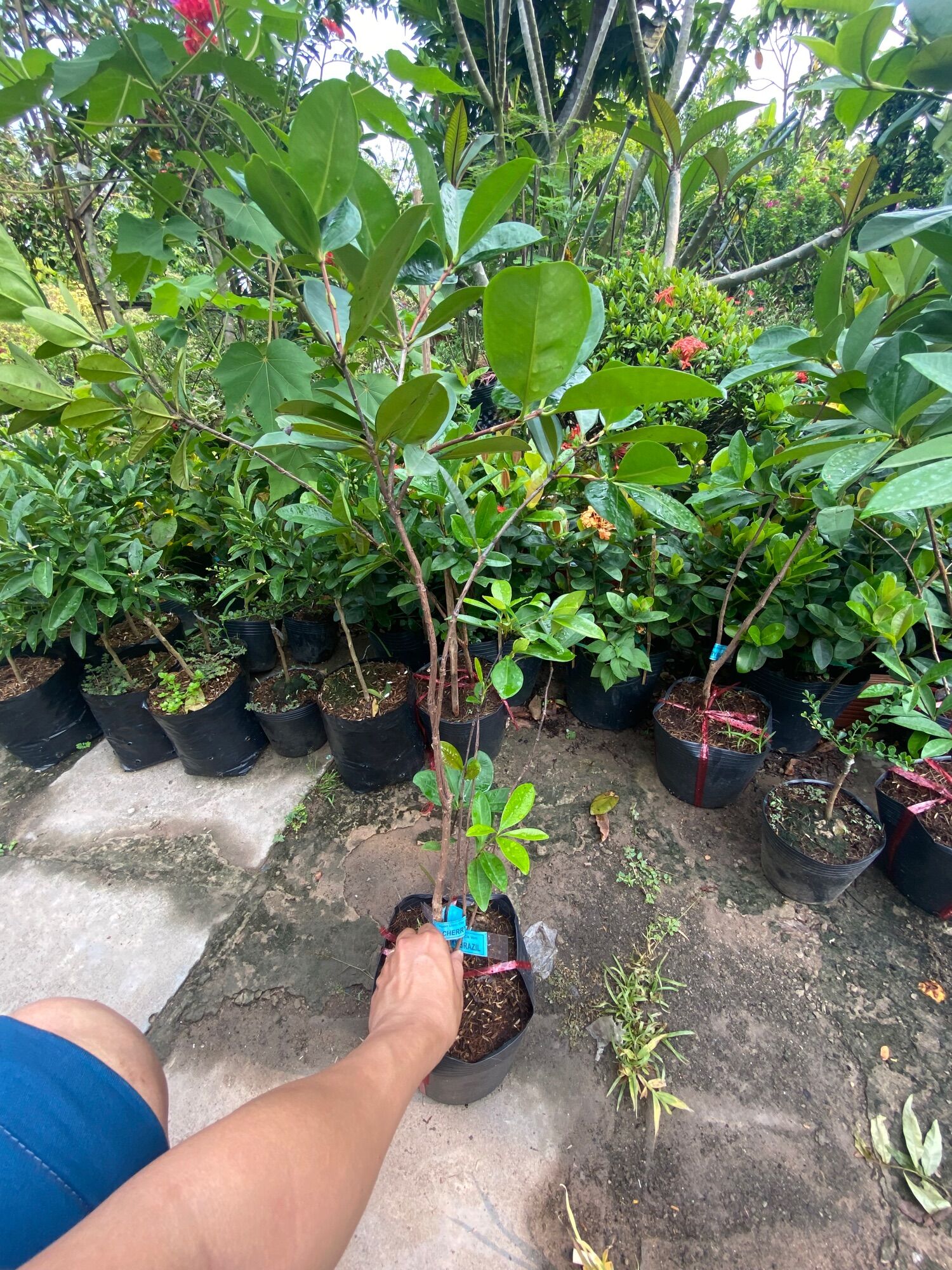 Cây chery ( cây giống )