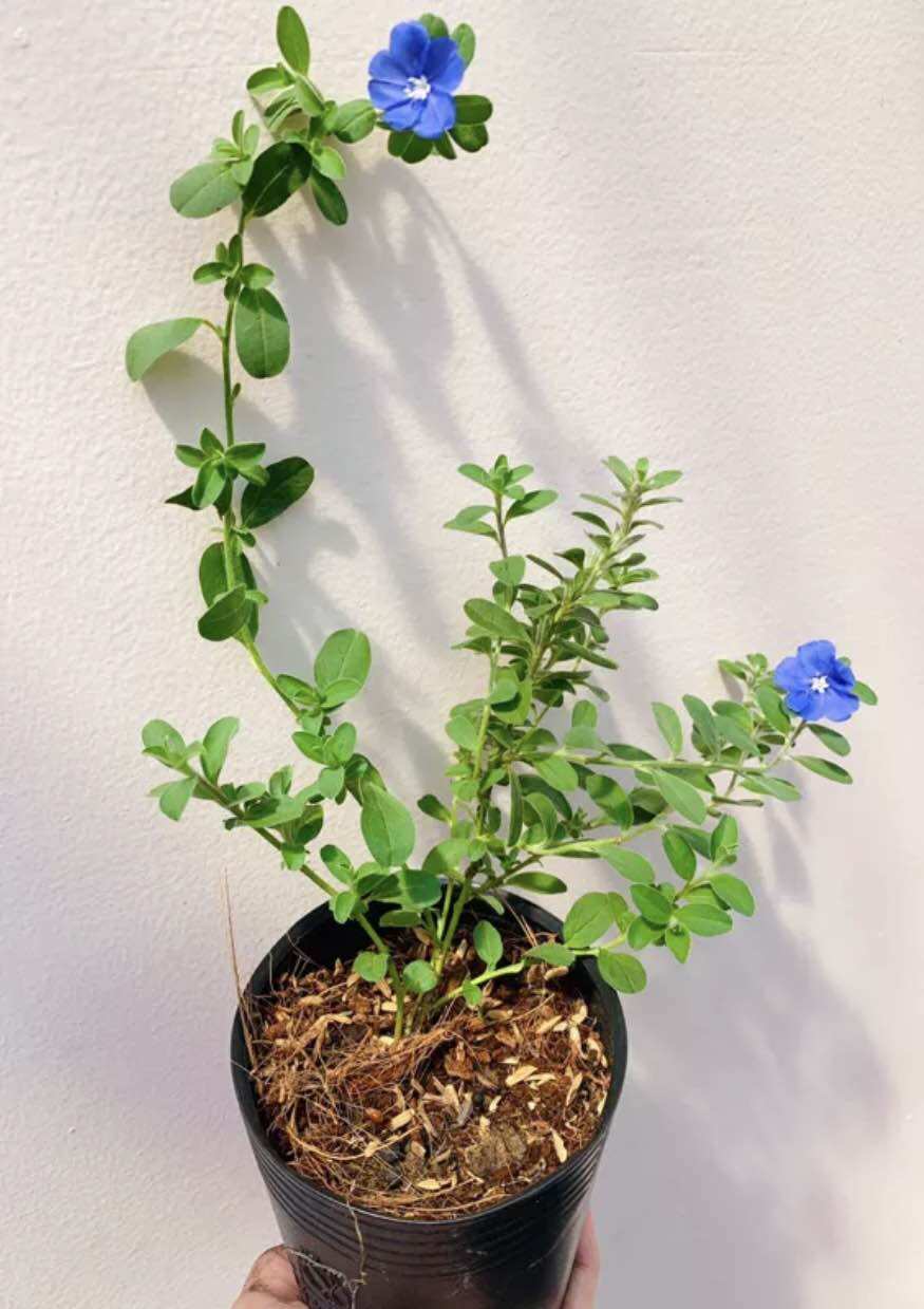 Chậu hoa thanh tú - cây bán ảnh cuối