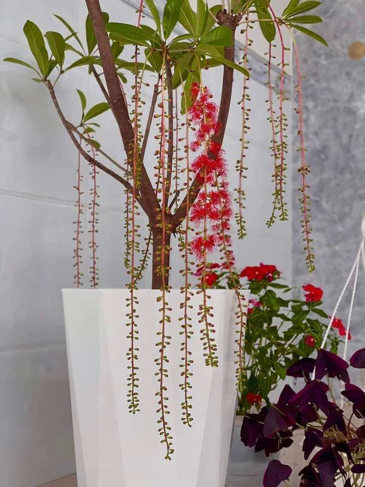 Cây Lộc Vừng đỏ huyết siêu hoa