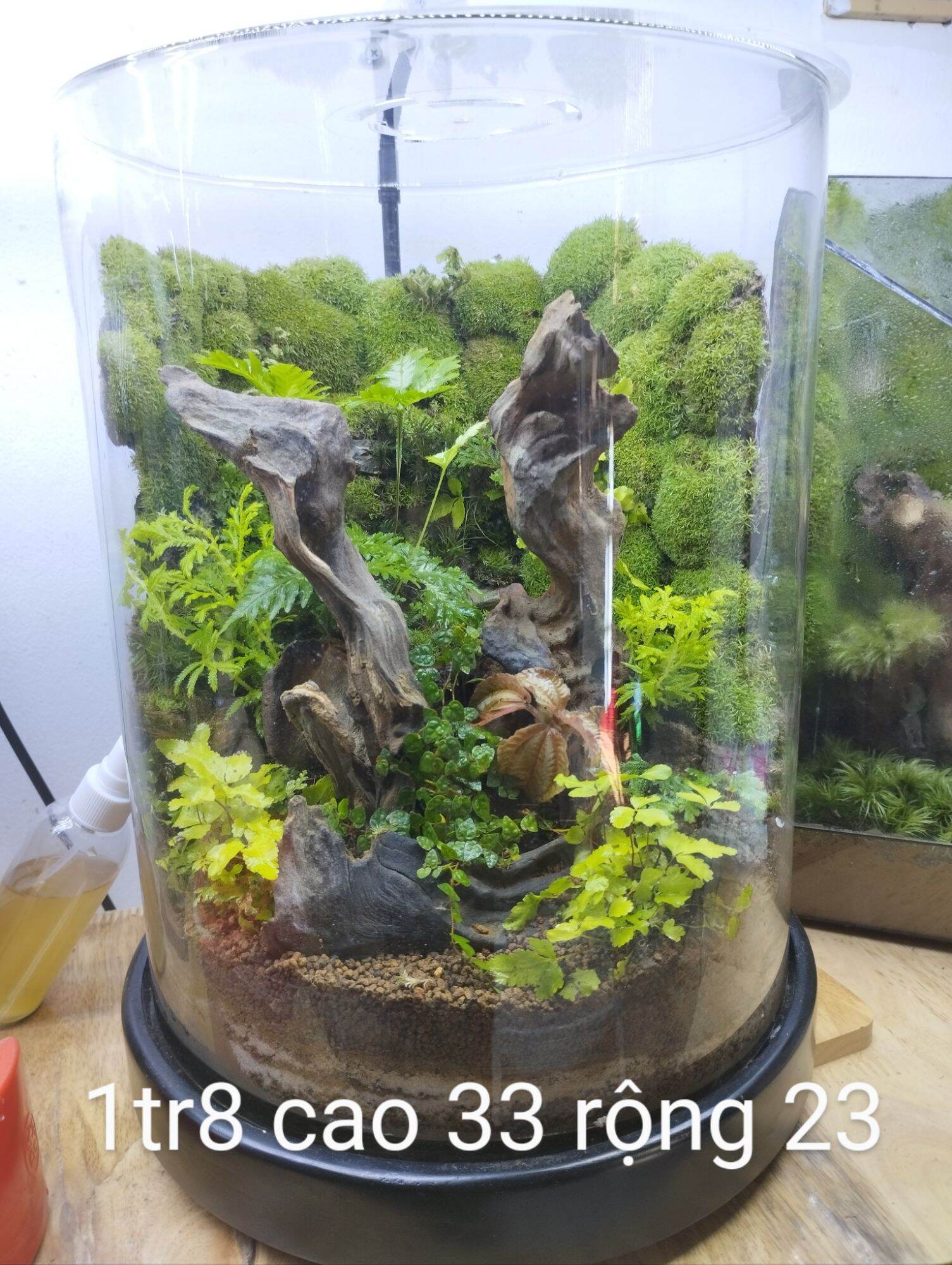 Rêu spinny, rêu đuôi sóc, sỉ inb