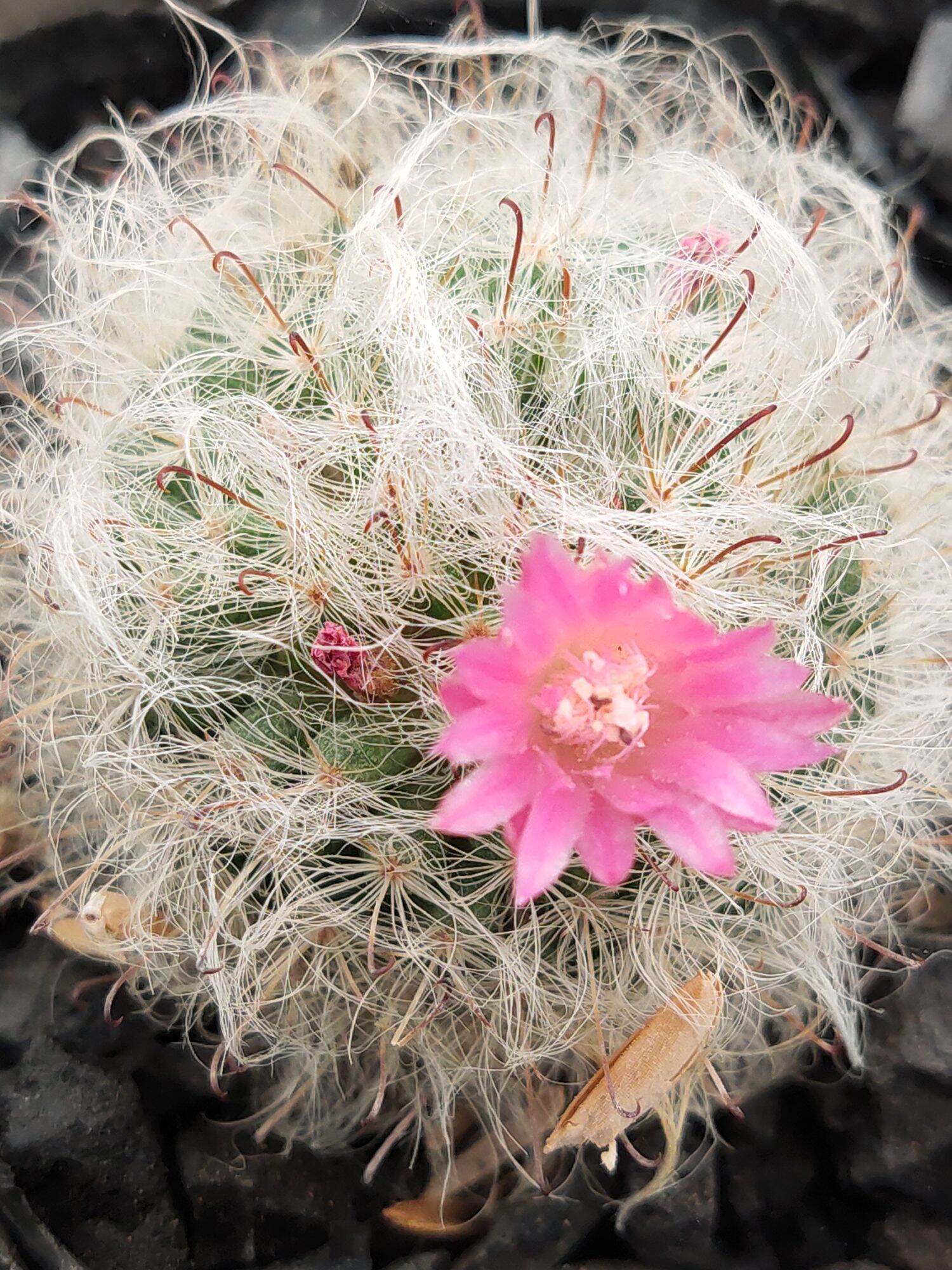 Xương Rồng Mammi Bocasana