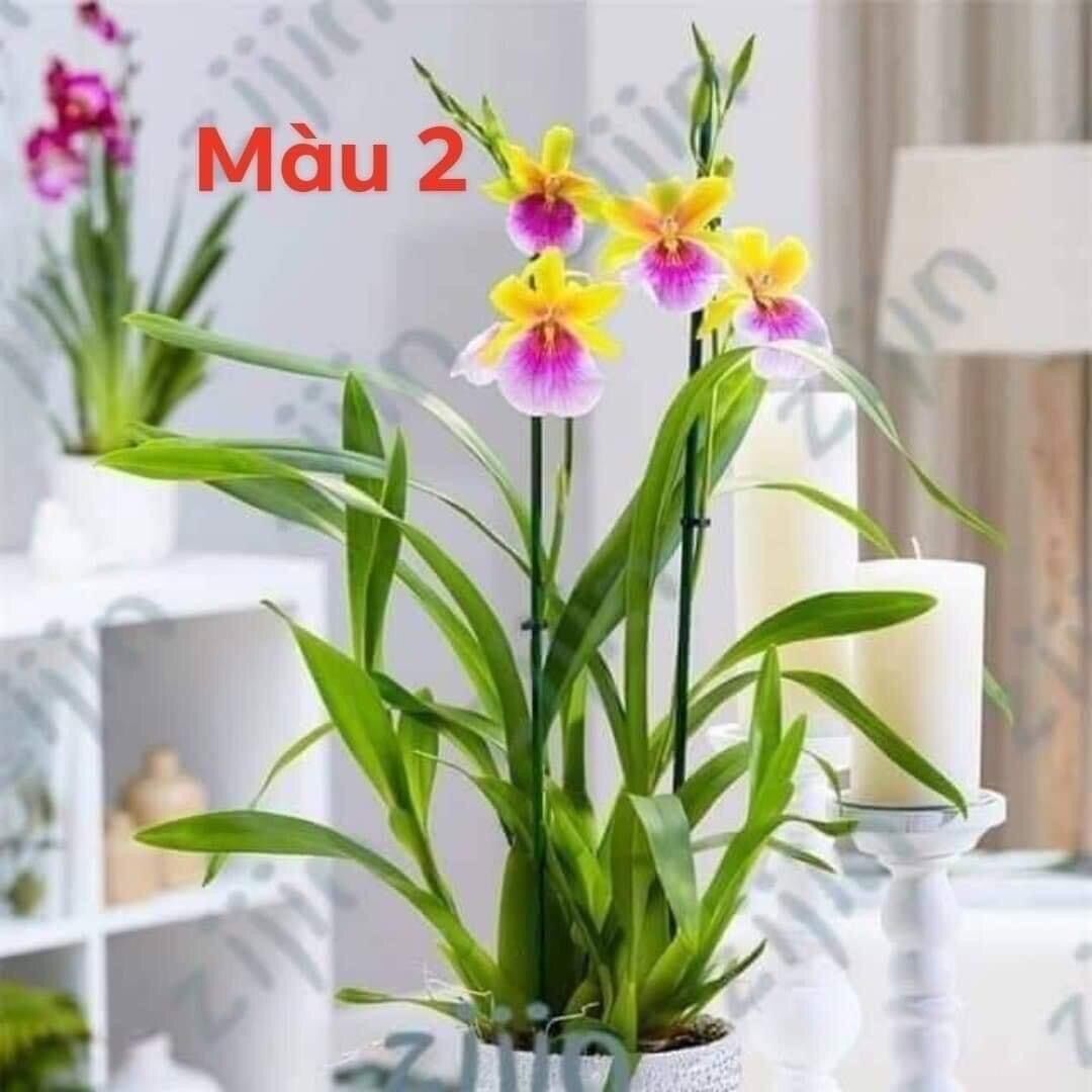 Hoa lan vũ nữ hàm cá mập
