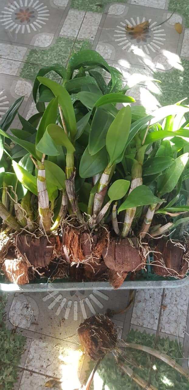 ( sale sale) 10 cây Lan dendro đủ màu