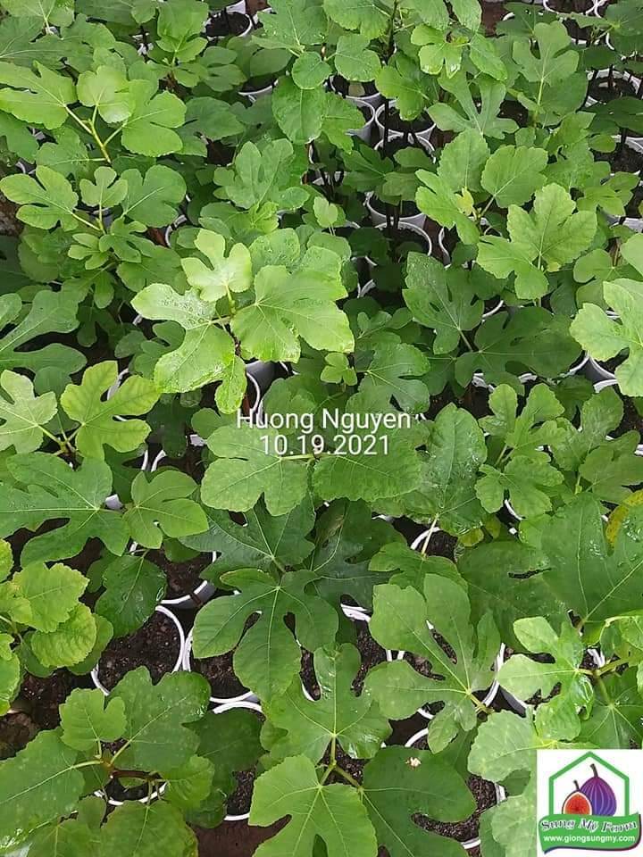 Cây sung mỹ cẩm thạch tiger