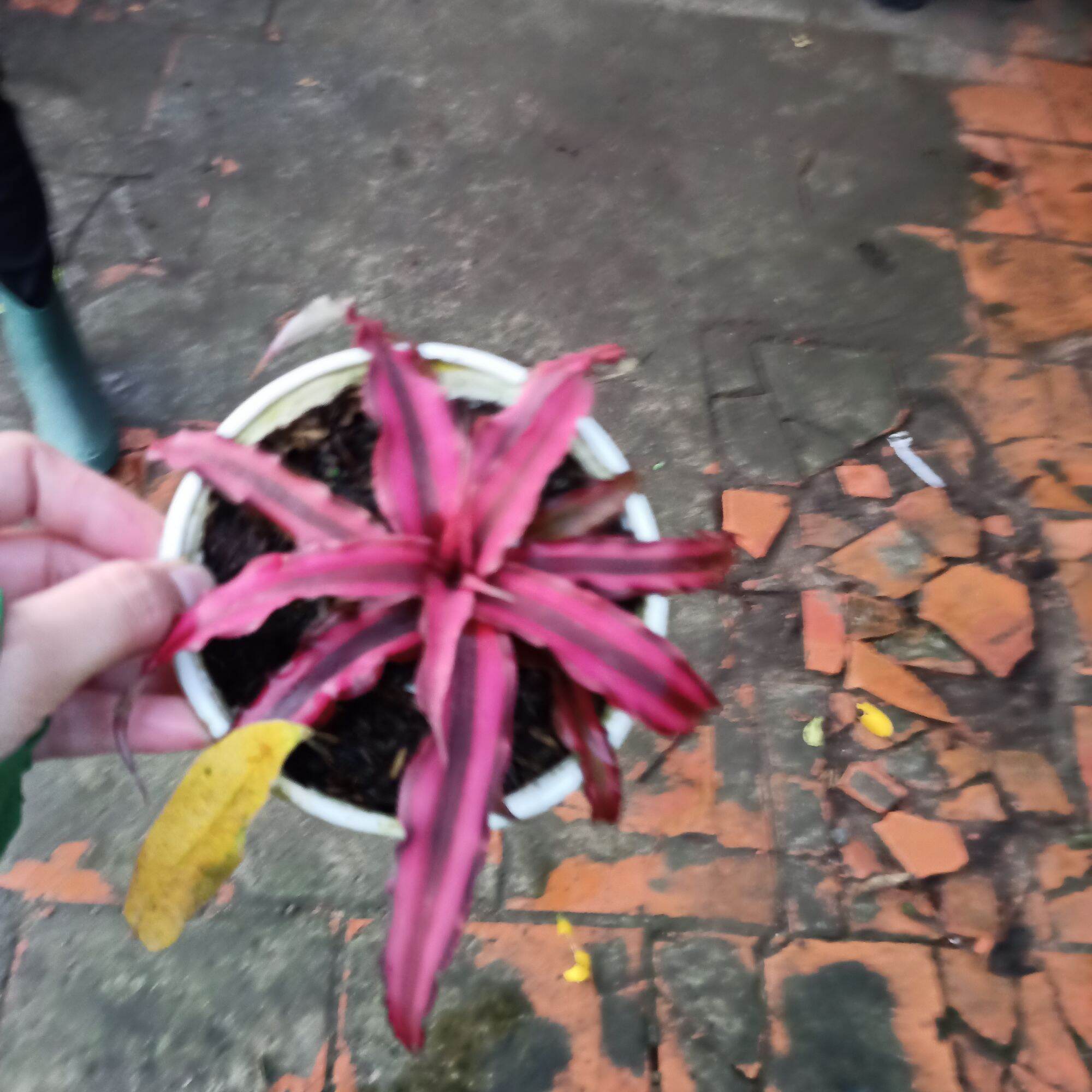 Cây dứa màu nam mỹ màu mận chín