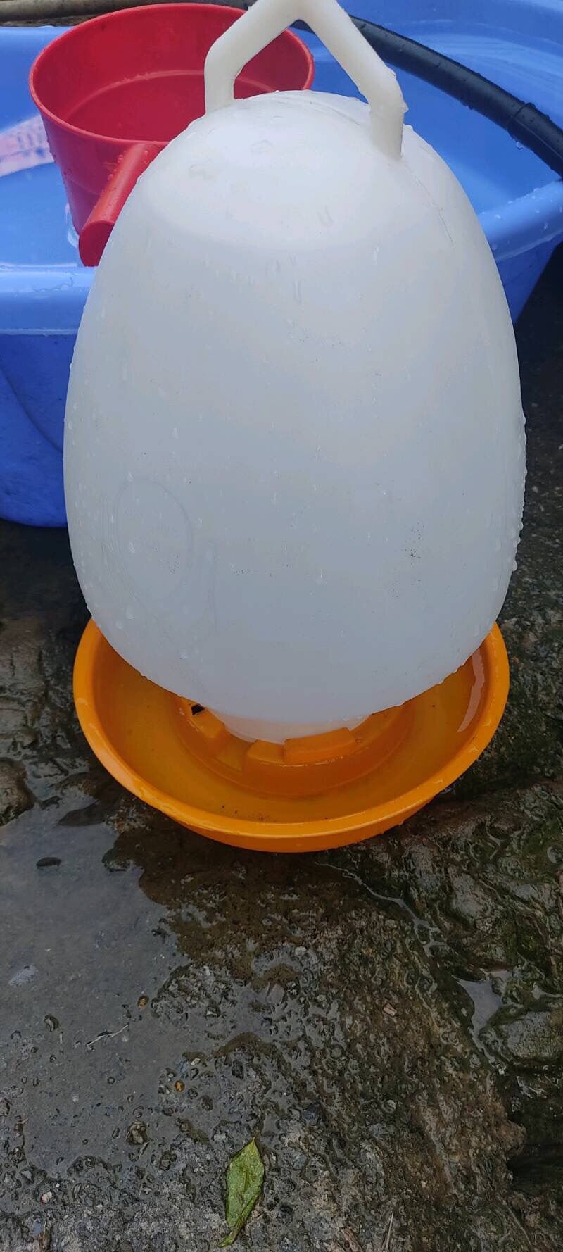 Máng Uống Cho Gà Vịt 2, 4, 8 Lít