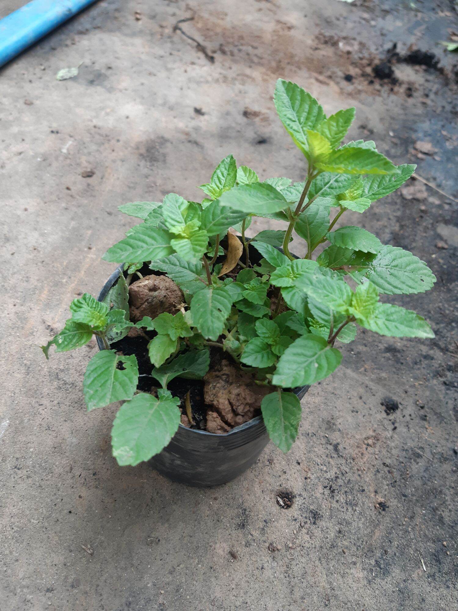 Cây sương sáo ( ảnh thật tại vườn)