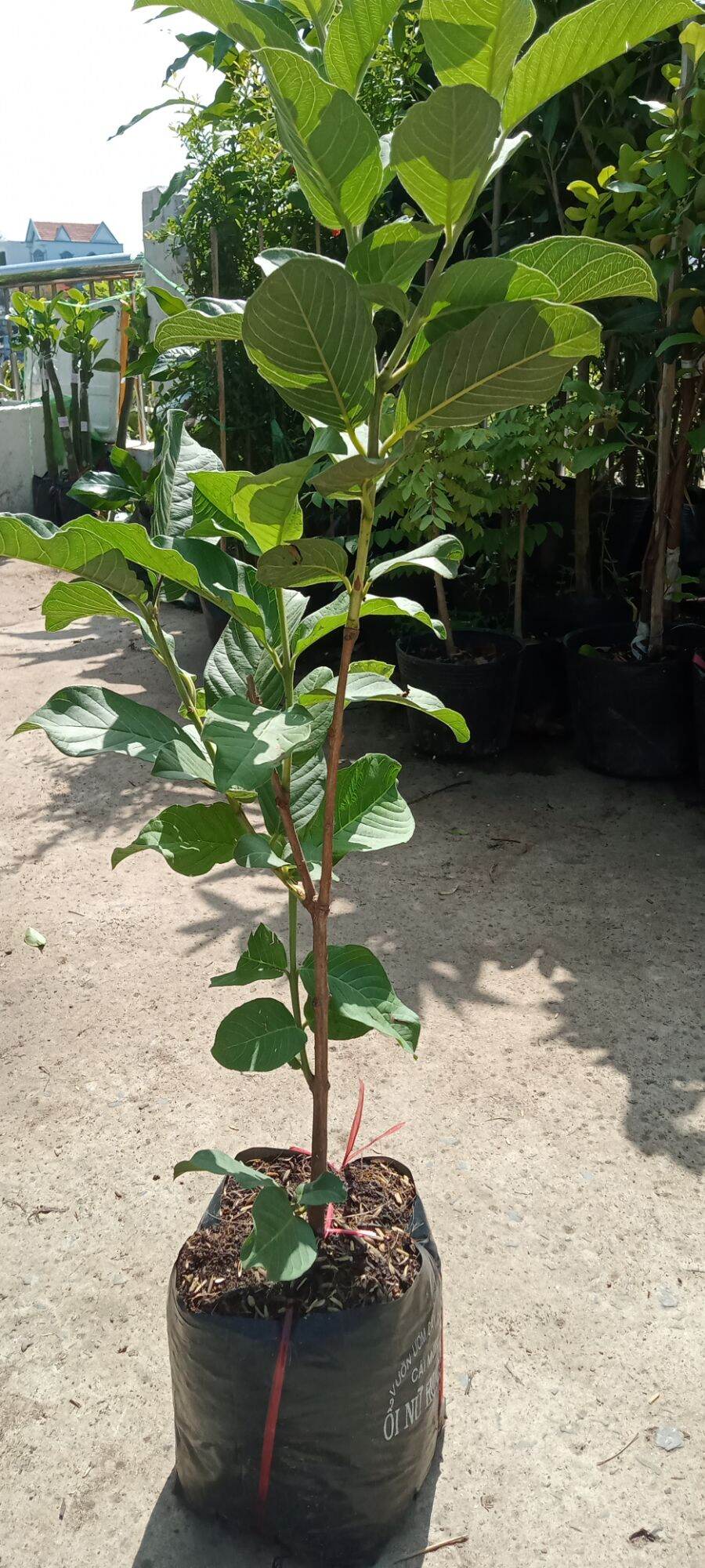 cây giống  ổi nữ hoàng